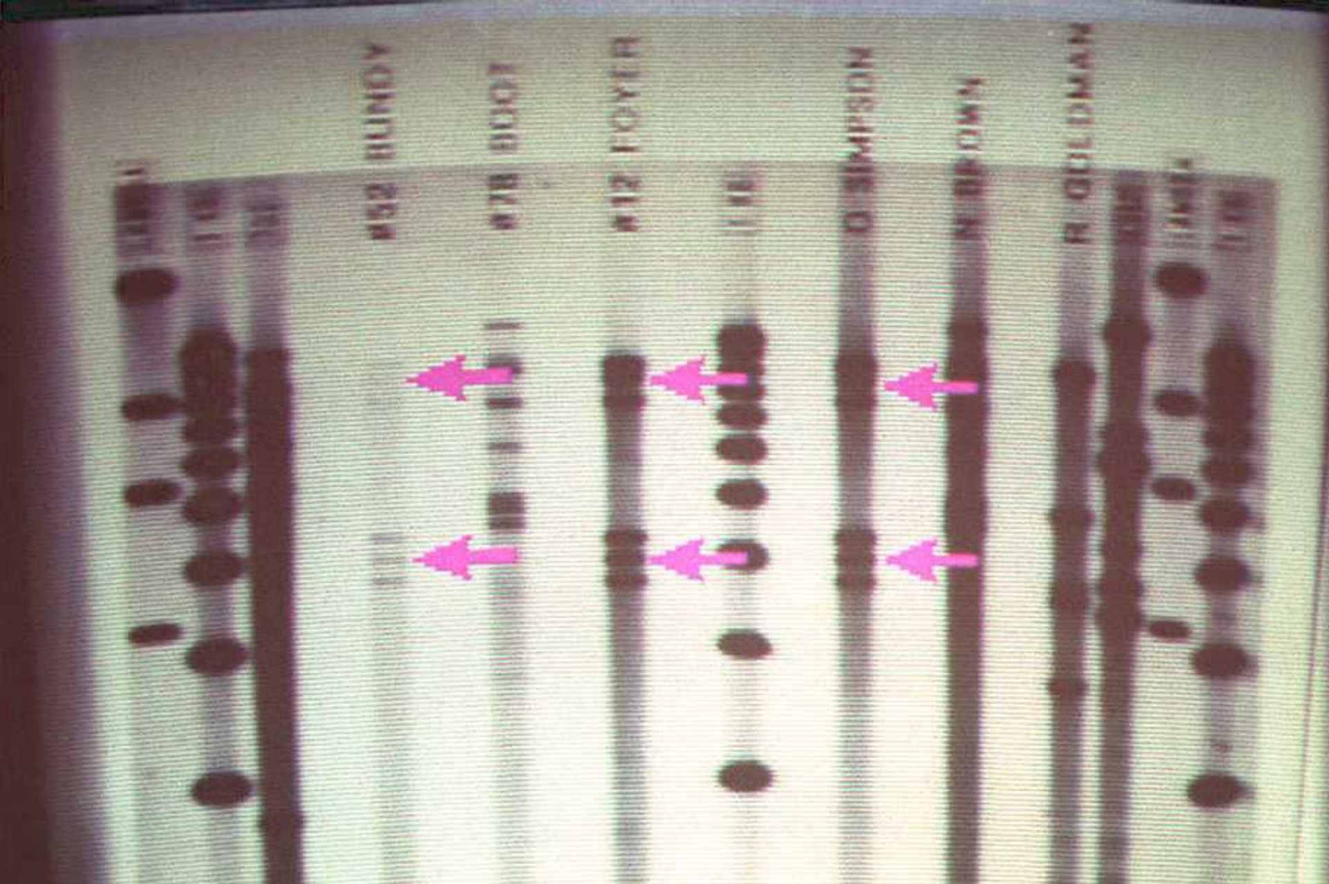 This DNA film, projected 10 May as evidence in the