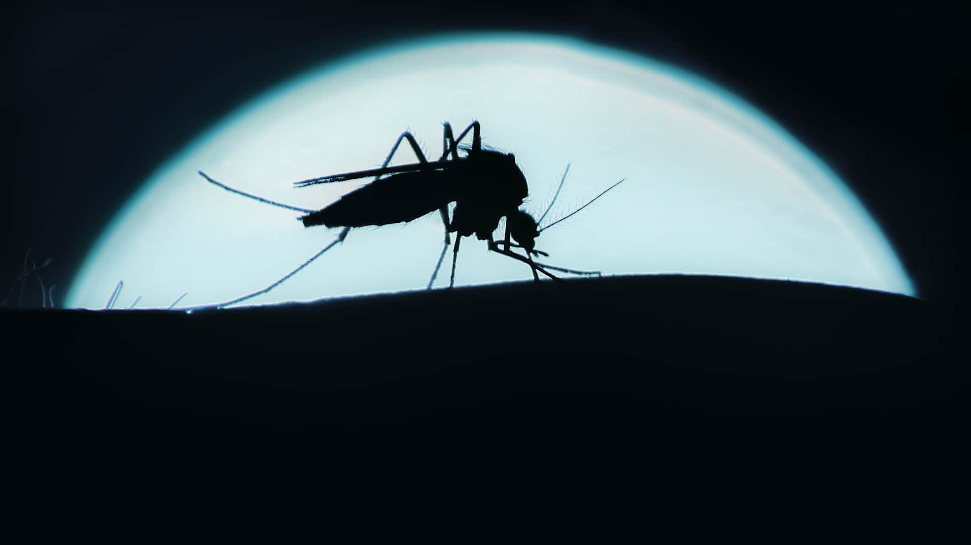 Closeup of silhouetted Mosquito