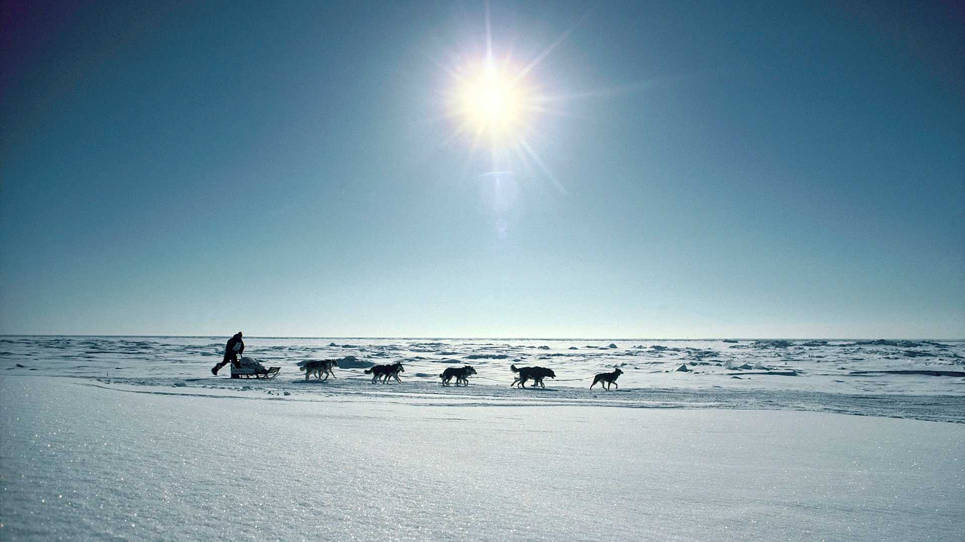 The Iditarod Sled Dog Race In Alaska, United States -