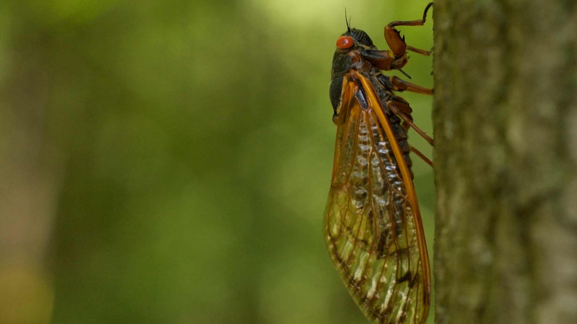 A Brood XIV Periodical Cicada climbs a tree along the first block of Charley Drive in Robeson Township.  6/9/2008 Photo by Bill Uhrich