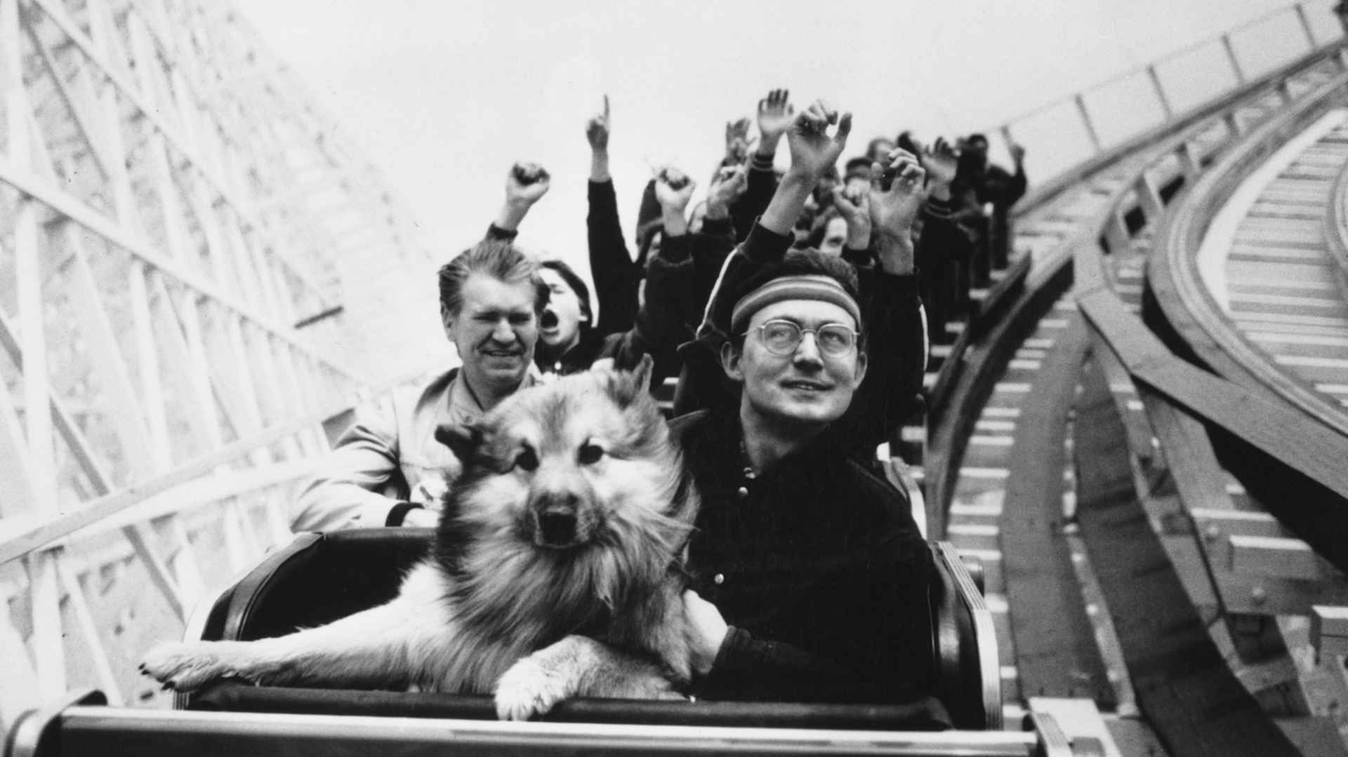 Rollercoaster Dog