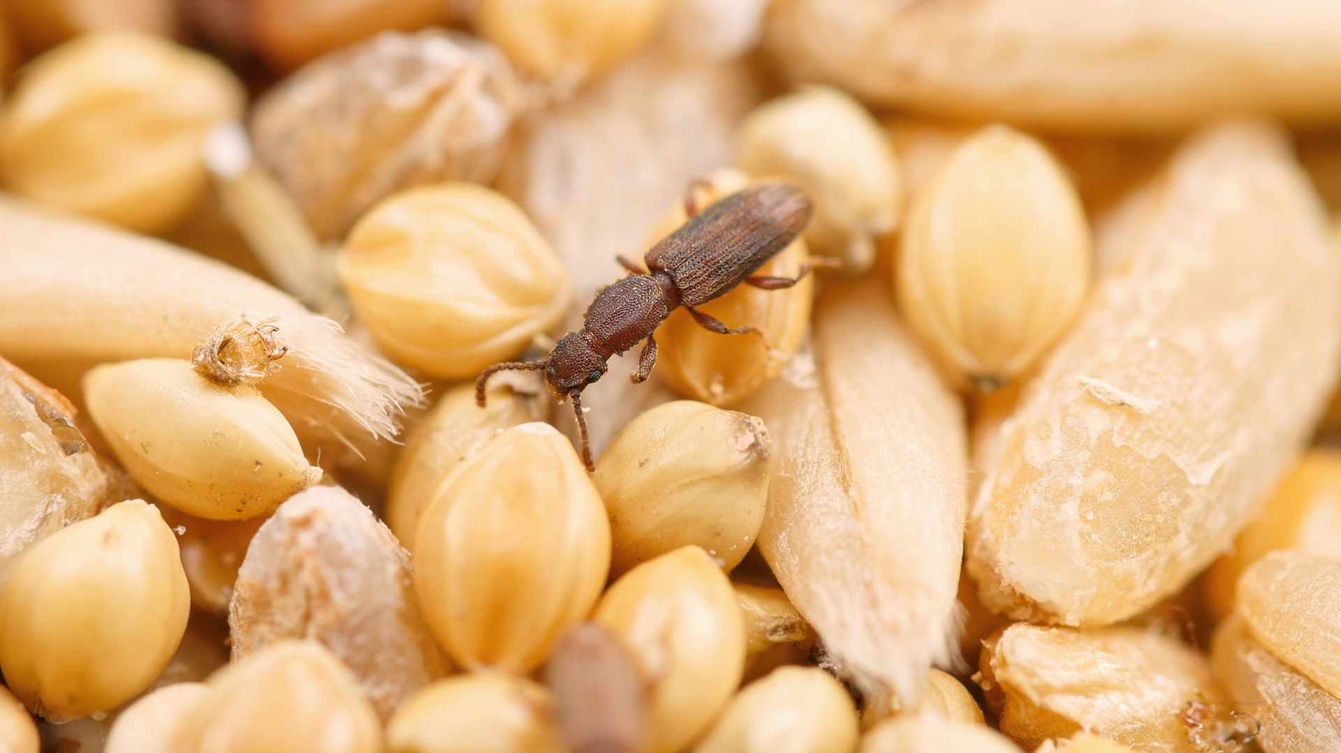 One adult Sawtoothed grain beetle (Oryzaephilus surinamensis) crawling on a grain mixture