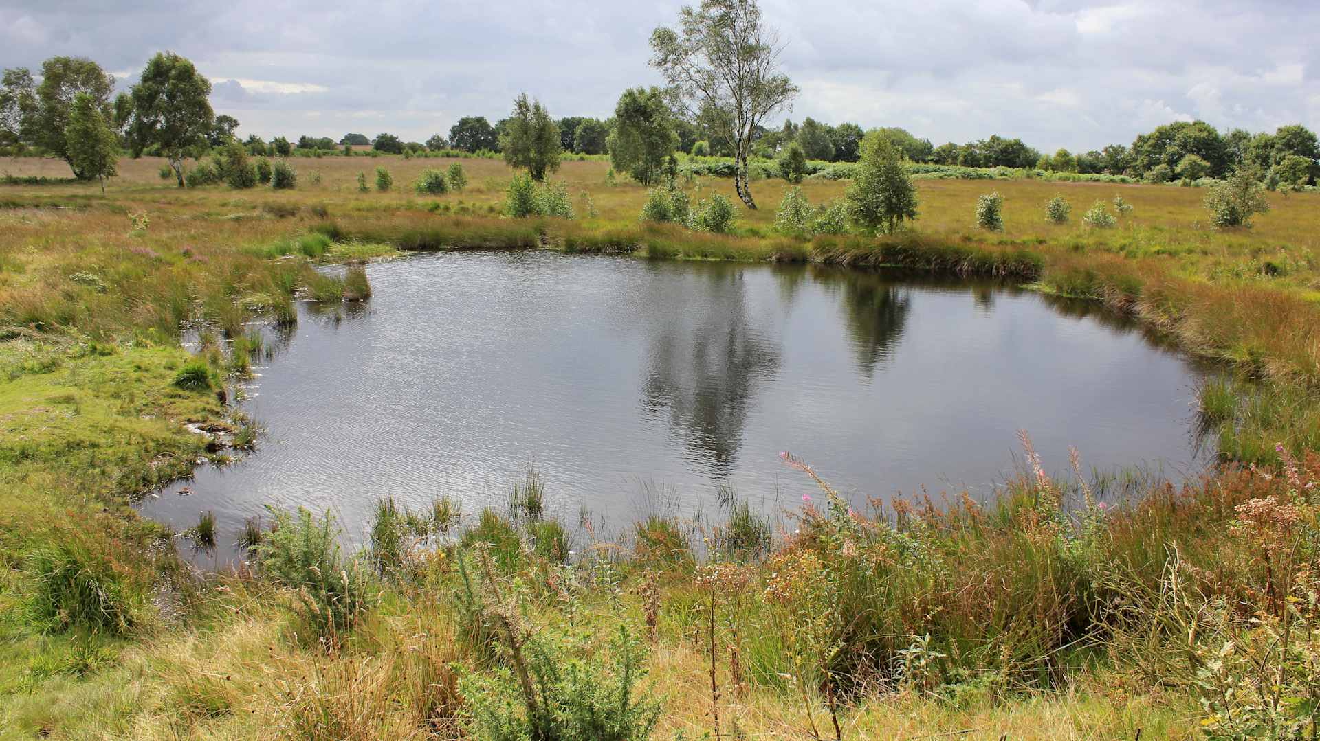 Bog Pool at Highfield Moss