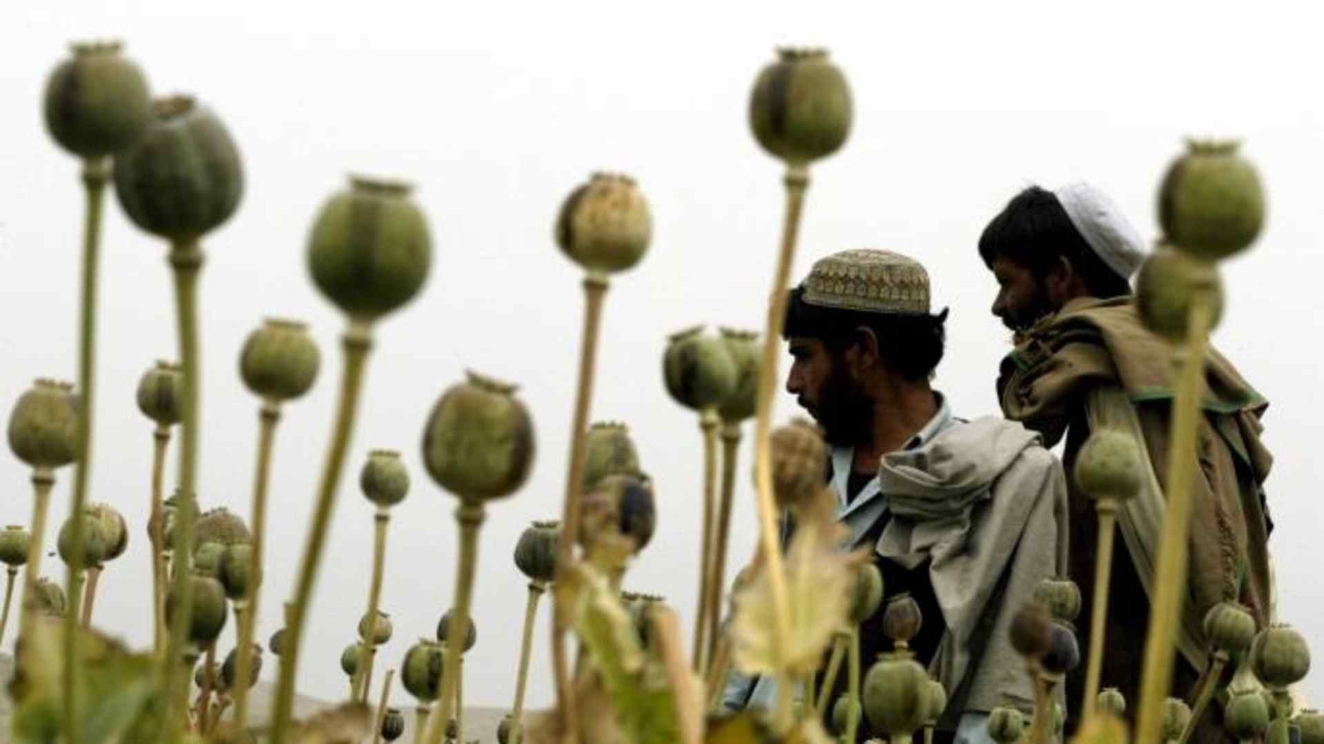 Afghan farmers work in a poppy field near the Kabul/Jalalabad road April 19, 2004.