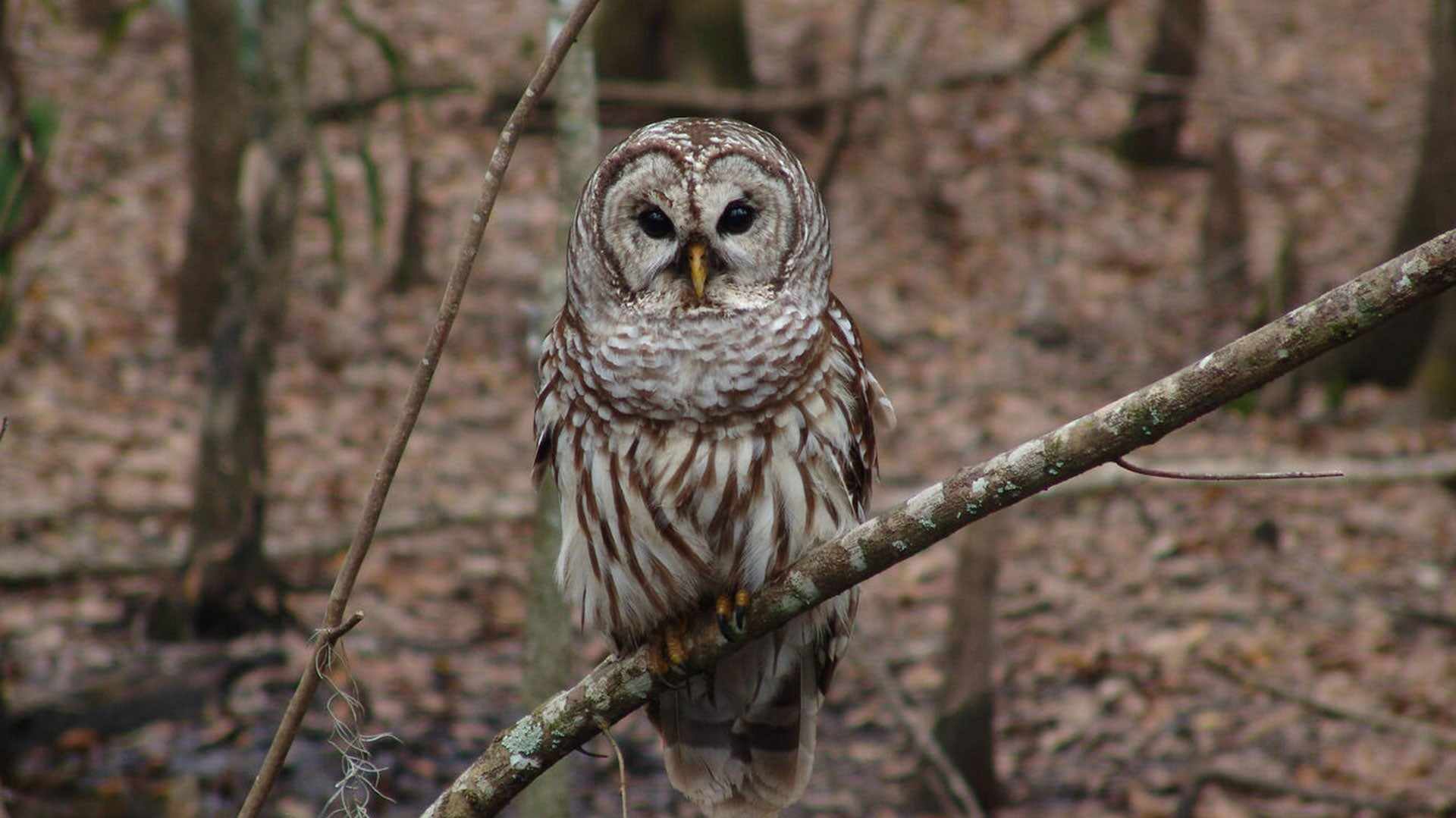 A barred owl.