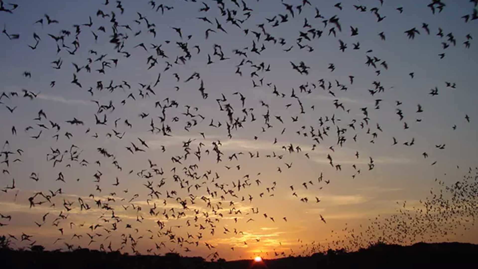 Brazilian free-tailed bats emerge from Carlsbad Cavern in search of food.