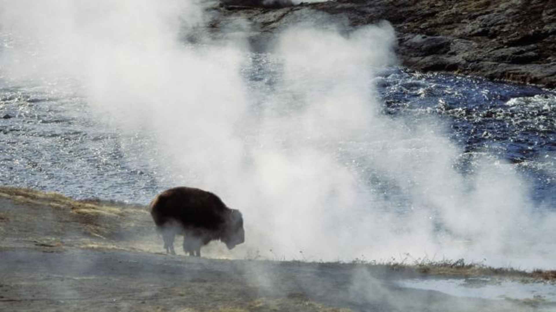 Bison, Yellowstone National Park, Wyoming