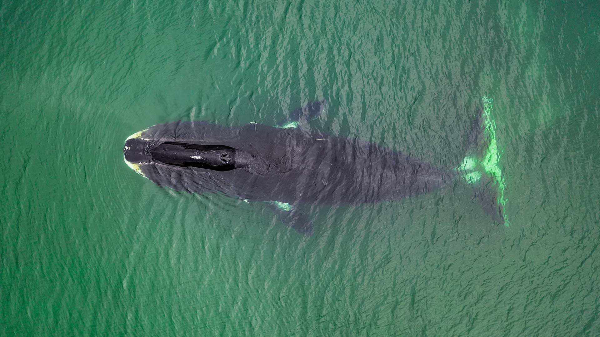 bowhead whale
