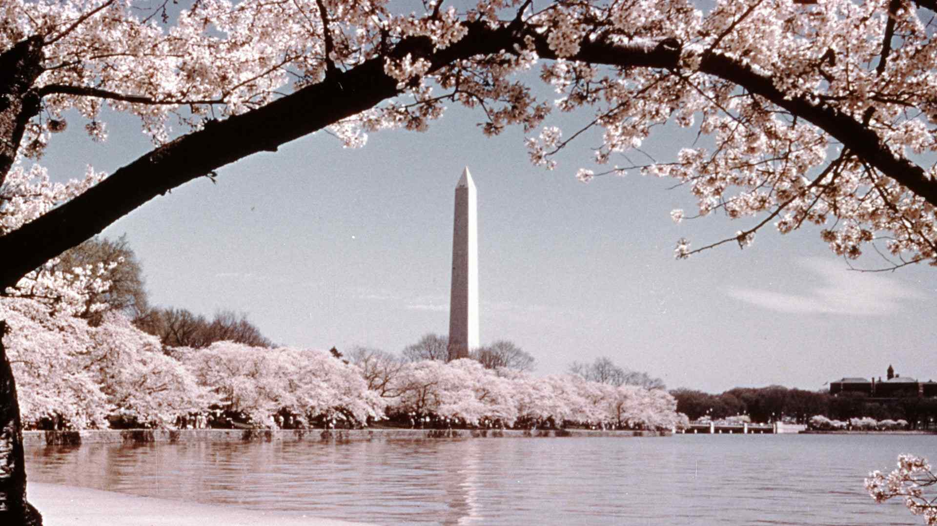 How Washington, D.C. Got Its Cherry Trees