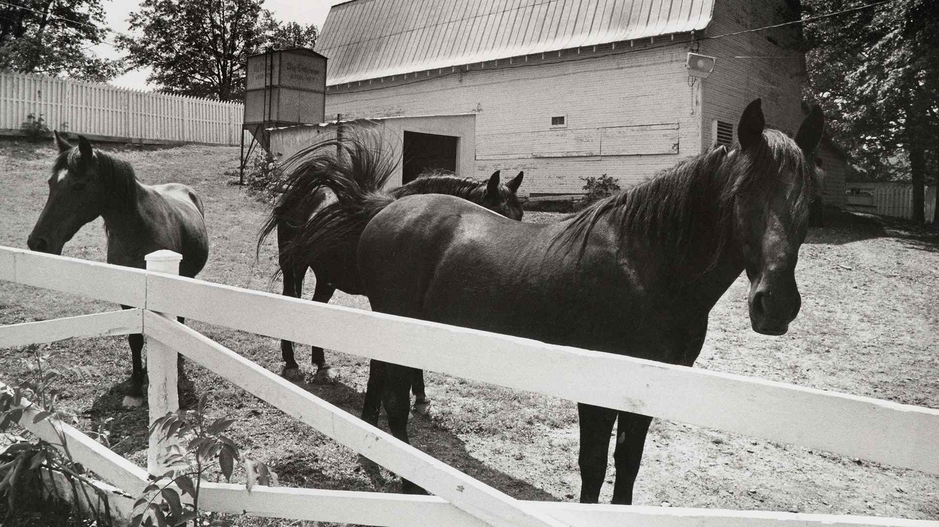 Elvis Presley's horses on the Graceland estate in Memphis, Tennessee, circa, 1982.