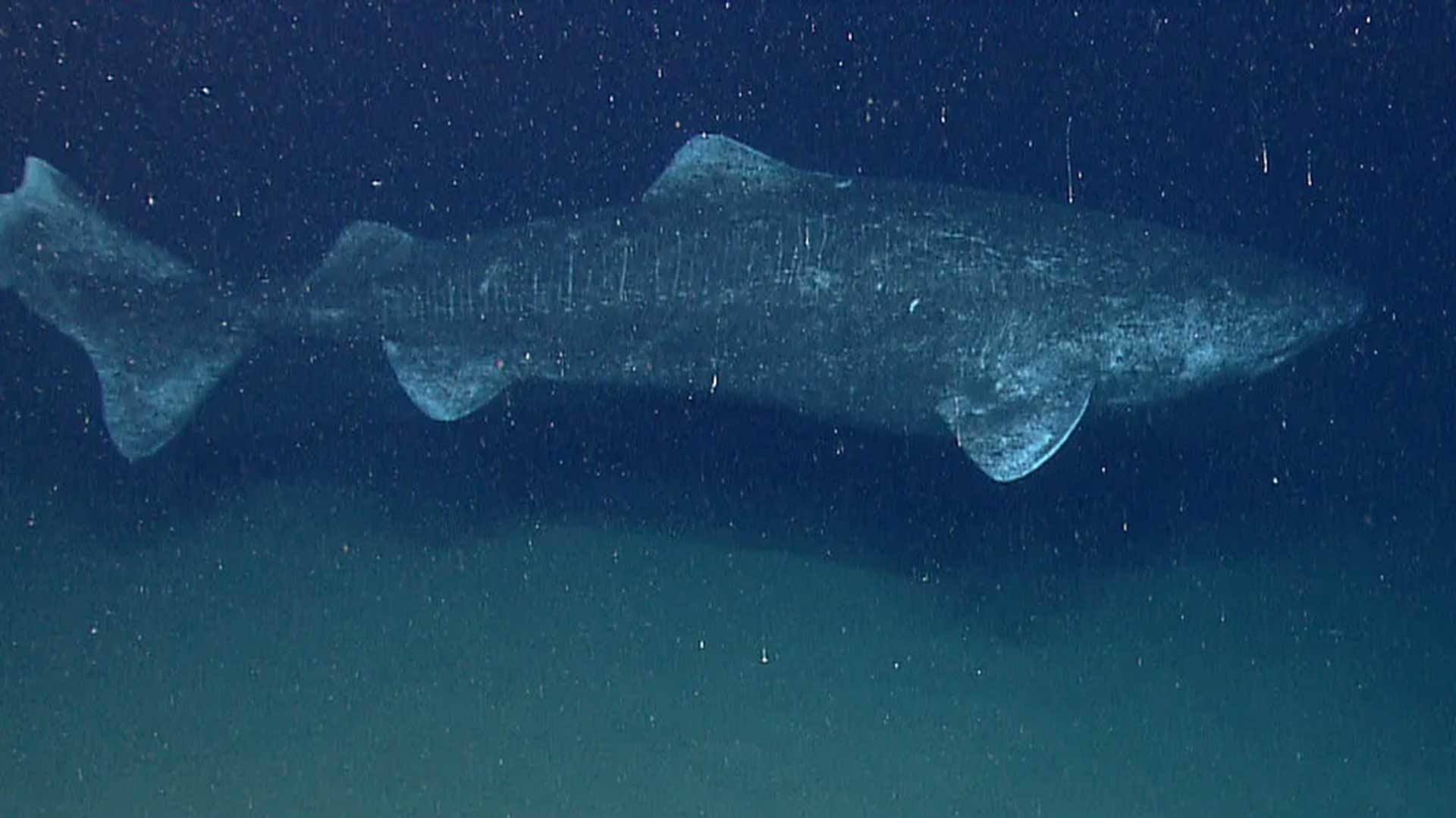 Greenland shark