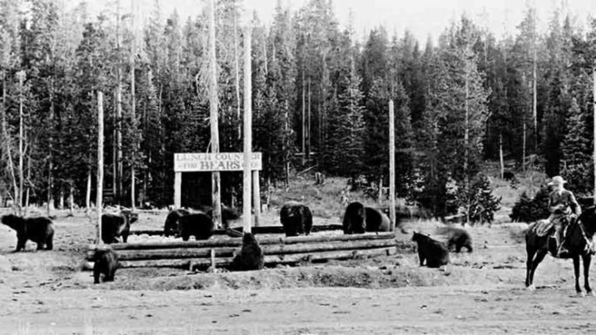 In the early days of National Park Service management in Yellowstone, bears would be fed at at garbage dumps.