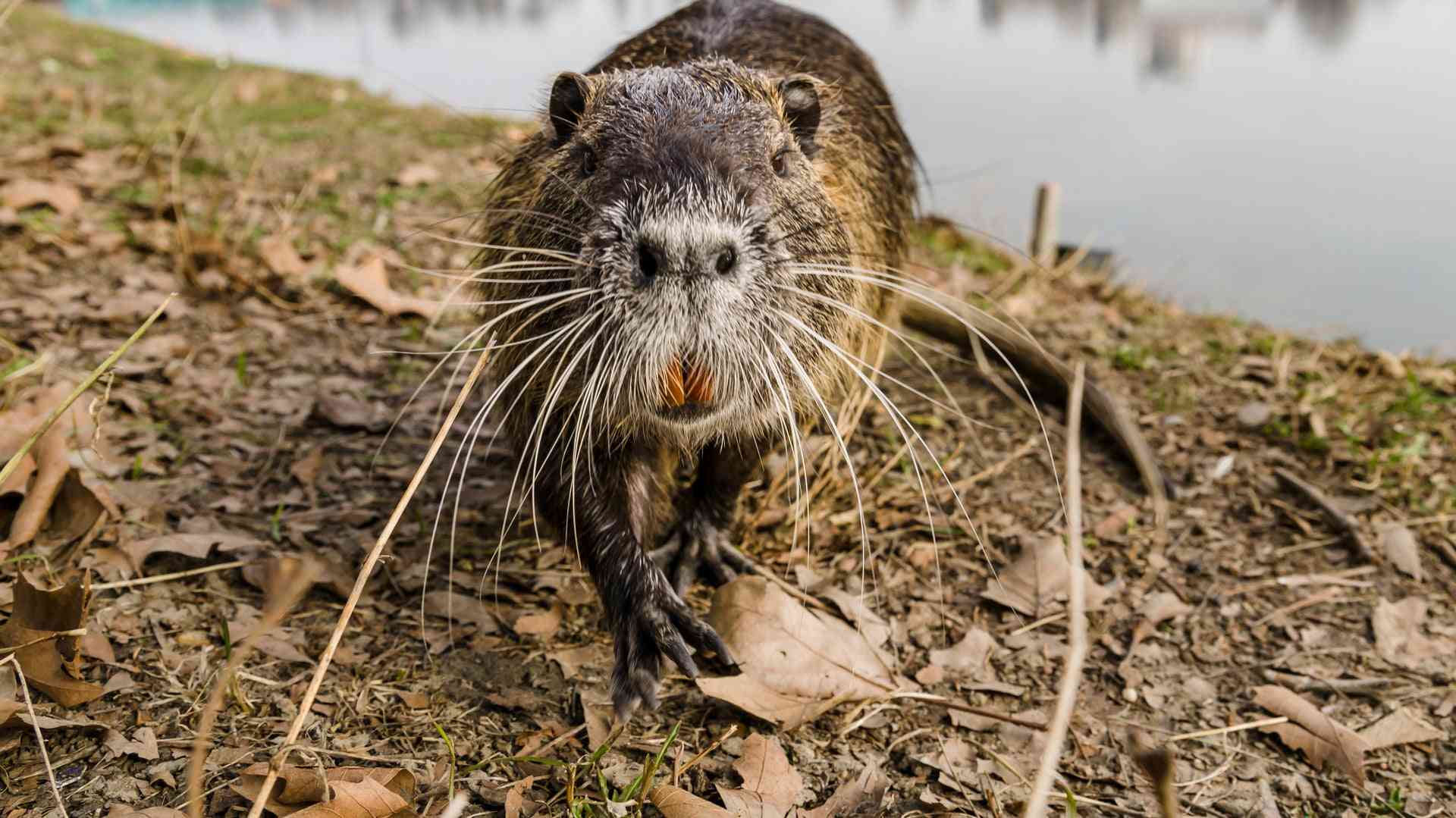 Nutria (Myocastor coypus)