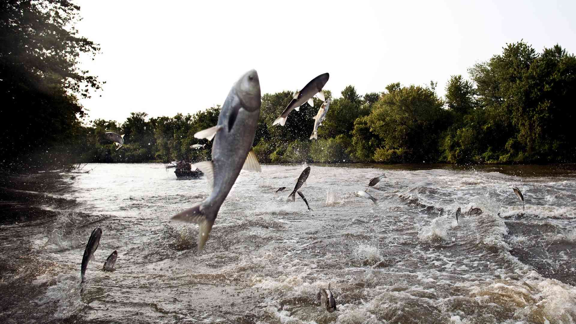 Asian Carp
