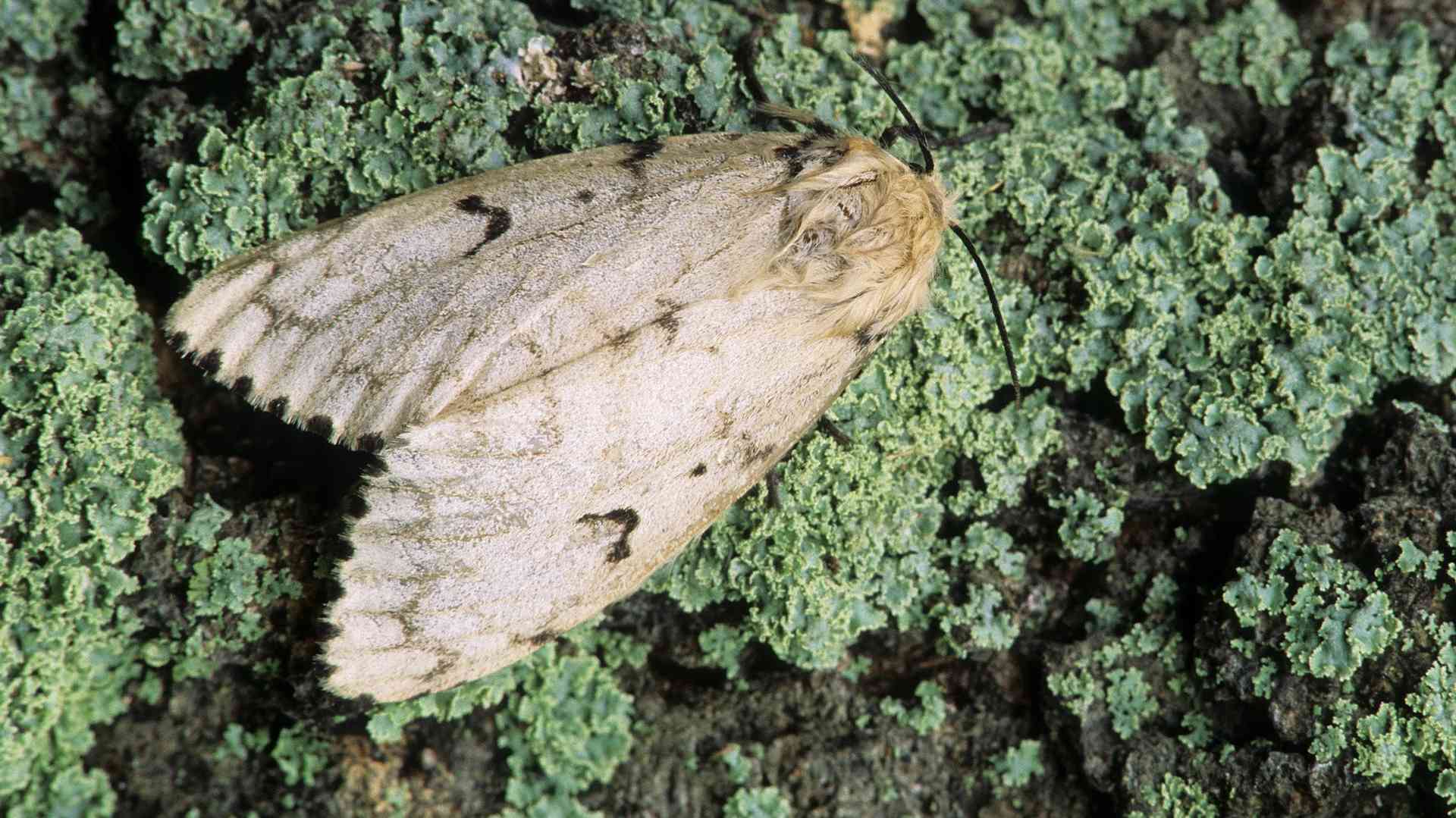 Gypsy Moths (Lymantria dispar dispar)