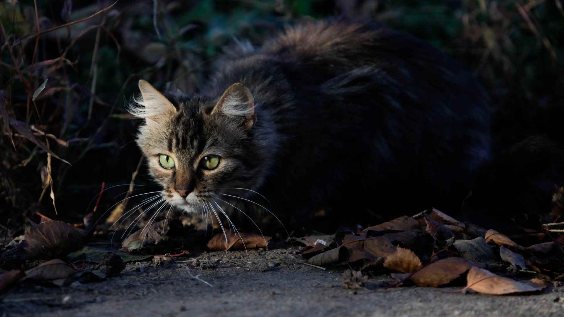 Domestic Cats (Felis catus)
