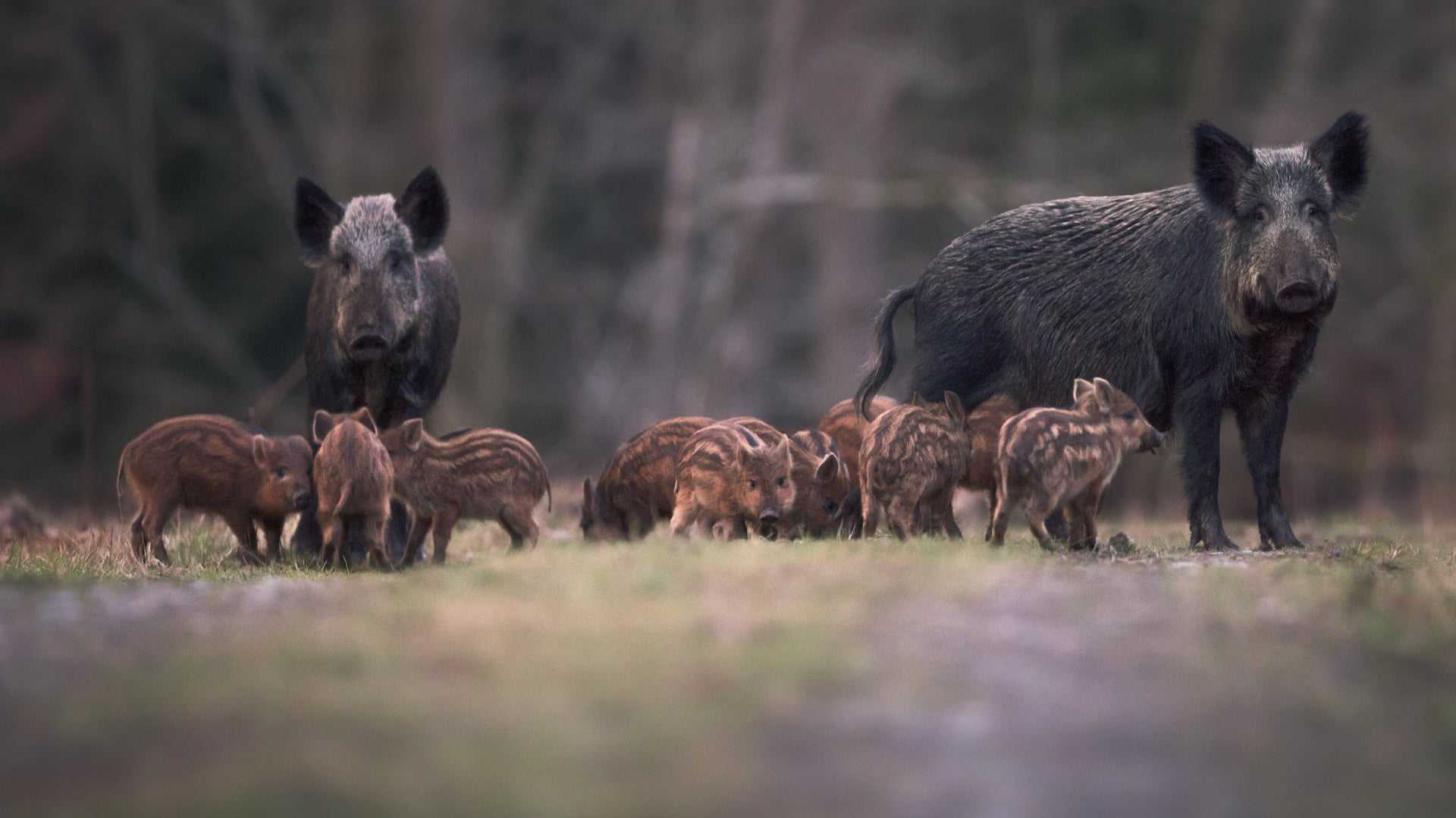 Feral Swine (Sus scrofa)