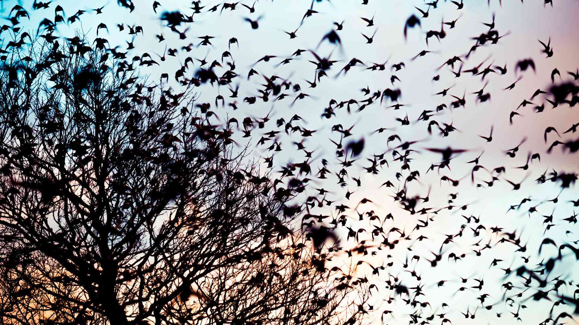 Starlings (Sturnus vulgaris)