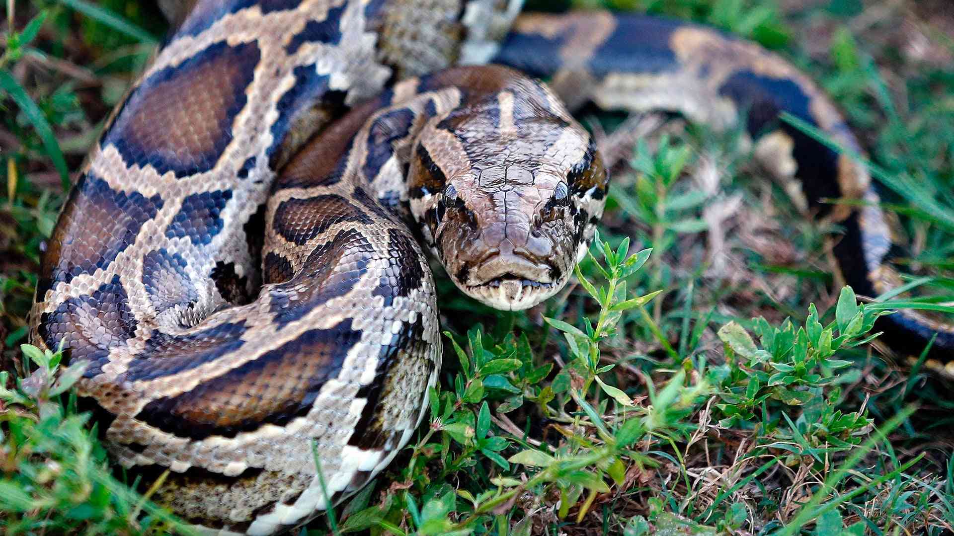 Burmese Python (Python bivittatus)