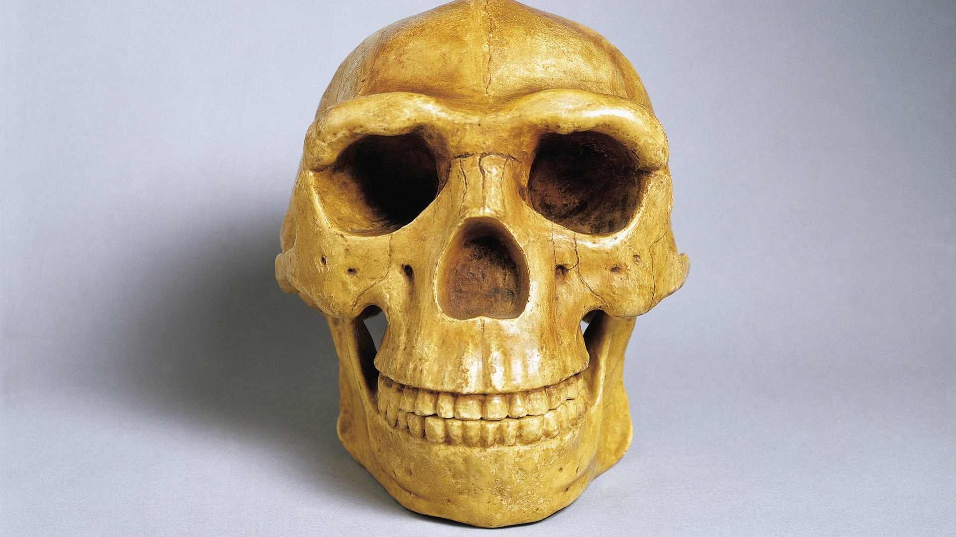 Peking Man Fossils