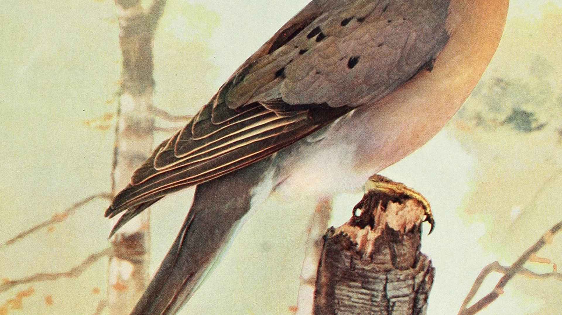Engraved drawings of the Passenger Pigeon (Ectopistes migratorius), from the book "Birds and all nature" by Charles C. Marble and William Kerr Higley, 1896. Courtesy Internet Archive. (Photo by Smith Collection/Gado/Getty Images)