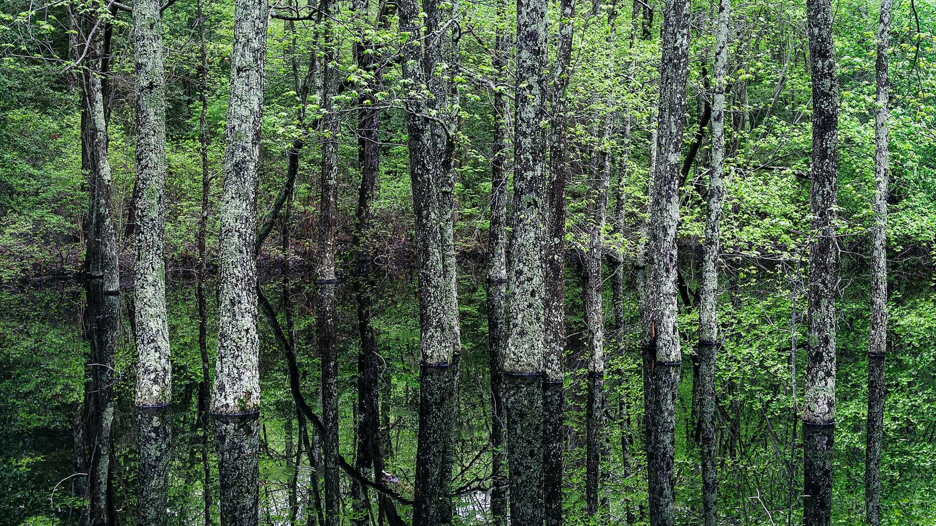 Trees growing from a swampy pool of water at the Pine Barrens in New Jersey.