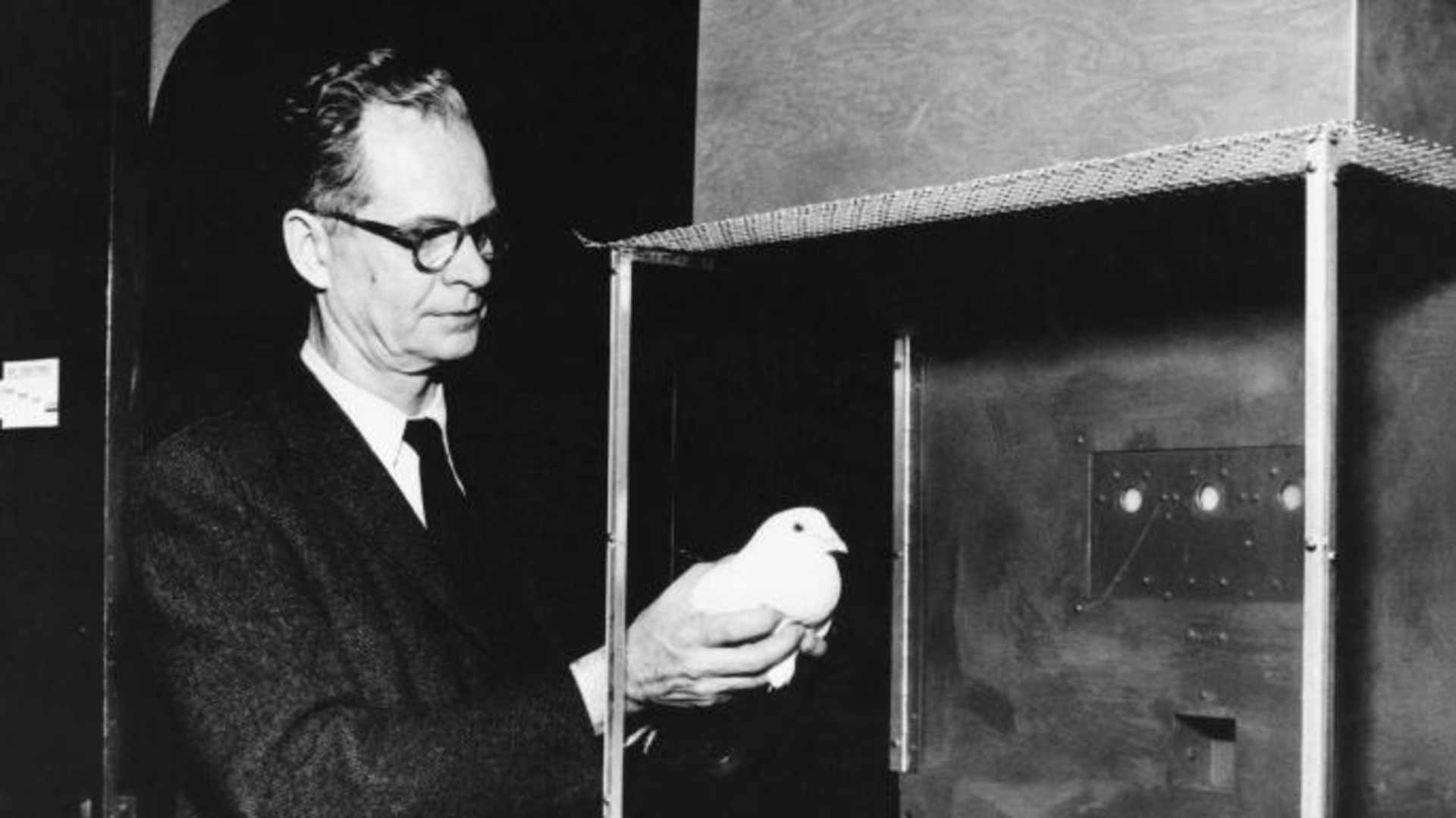 Project Pigeon