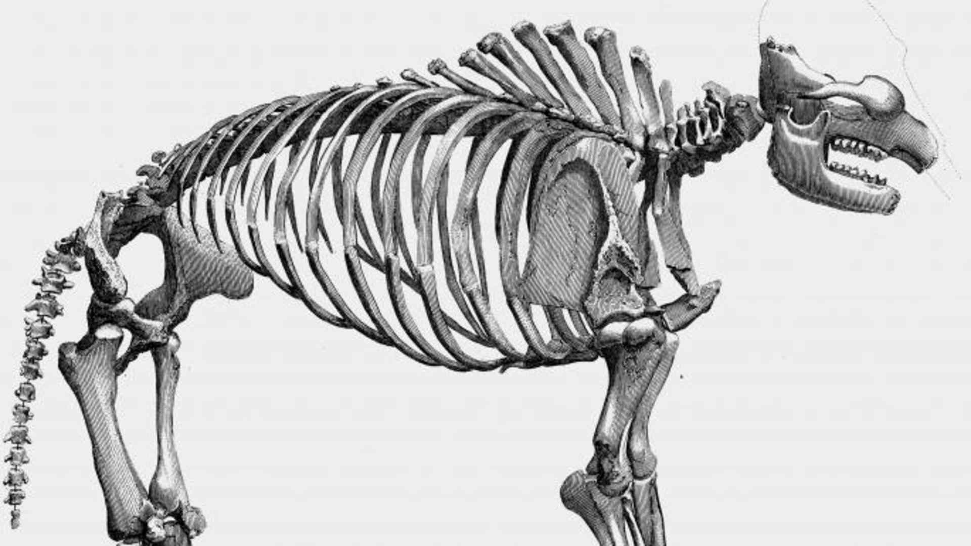 Skeleton of giant mastodon excavated by Charles Willson Peale