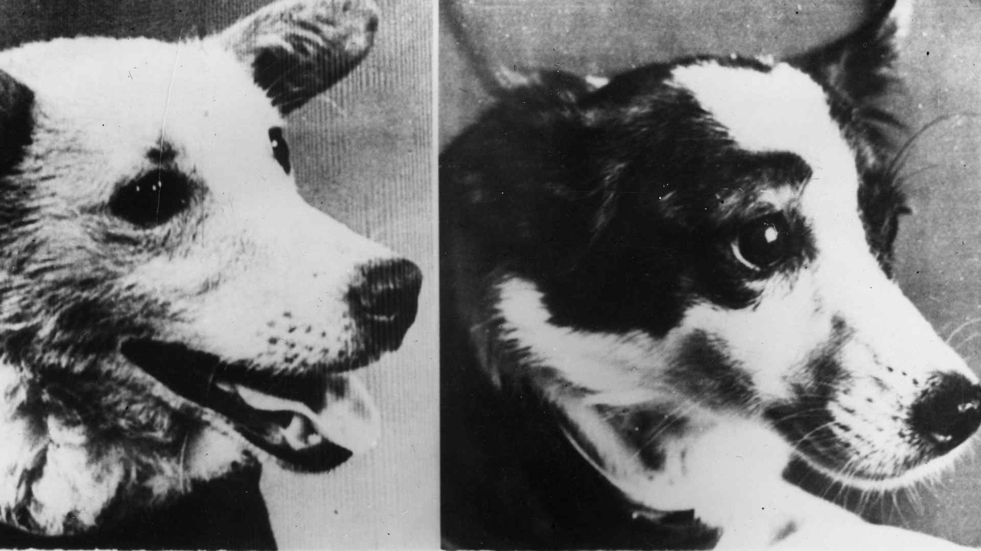 Soviet Space Dogs Belka and Strelka