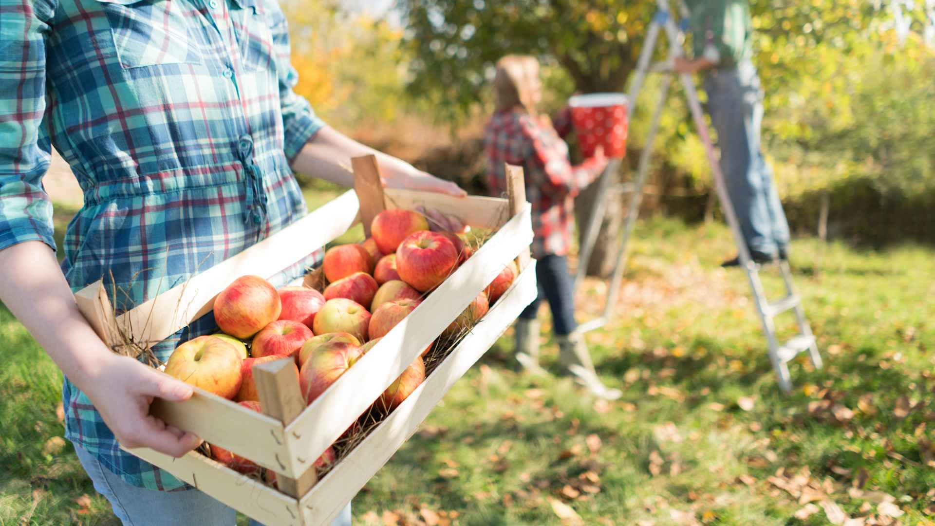 Apple picking in an orchard on a fall day