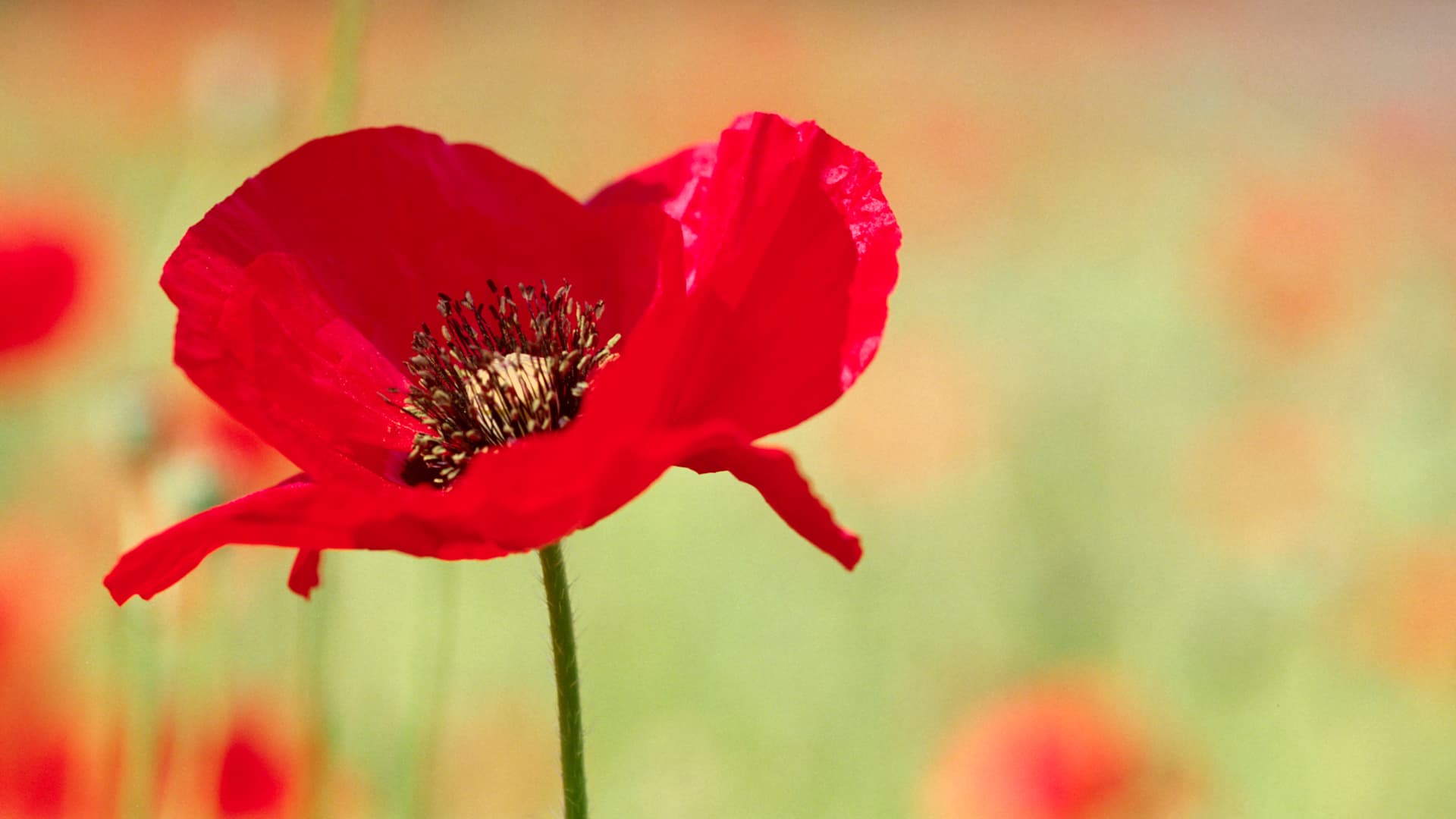 poppy meadow