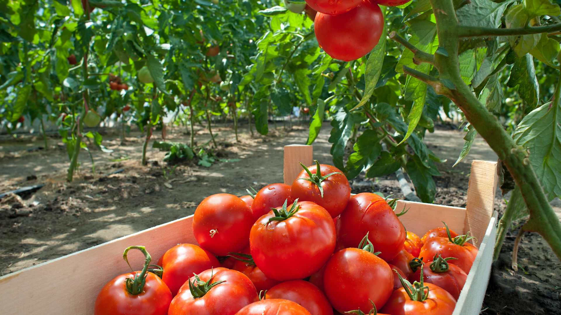 Ripe tomatoes ready for picking, with some piled in a crate below