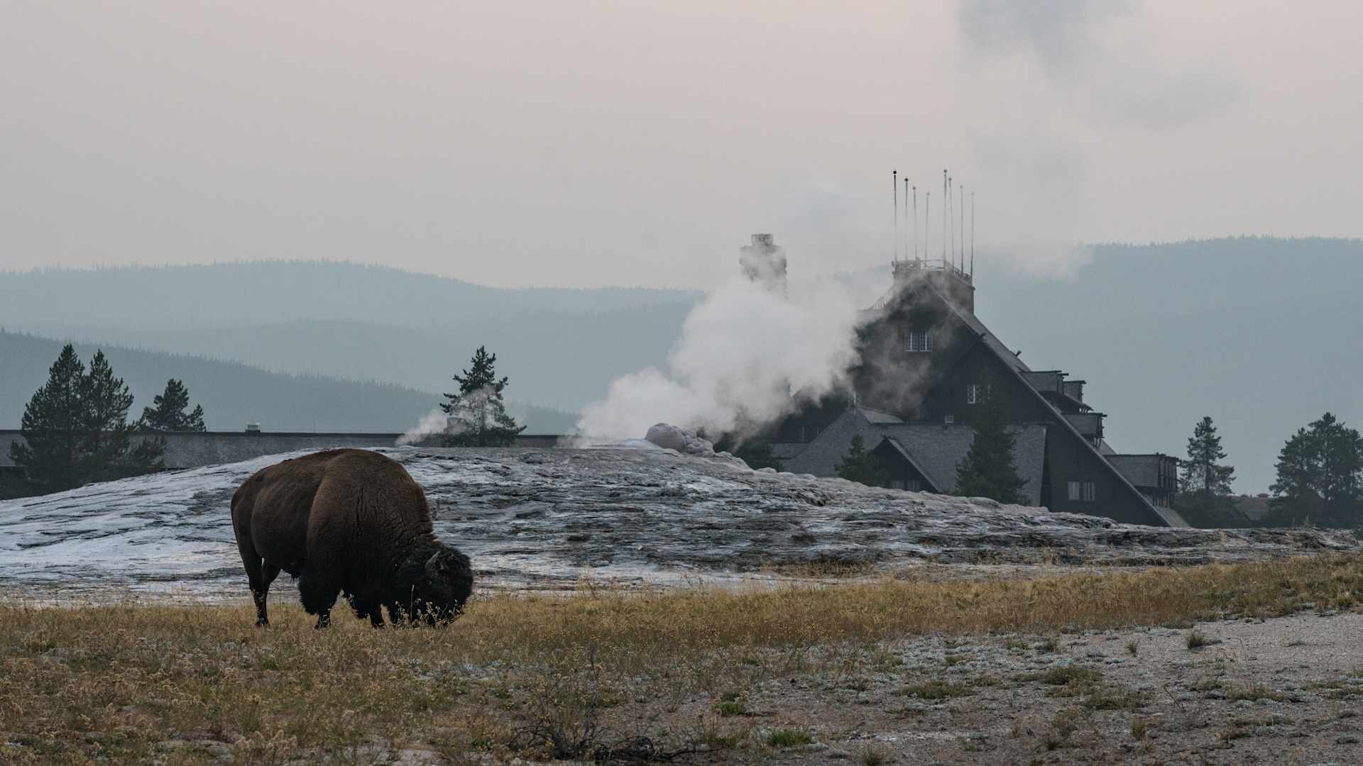 An American Bison grazes in front of a steaming Old Faithful Geyser with the Old Faithful Inn behind.  Yellowstone National Park, Wyoming, USA.