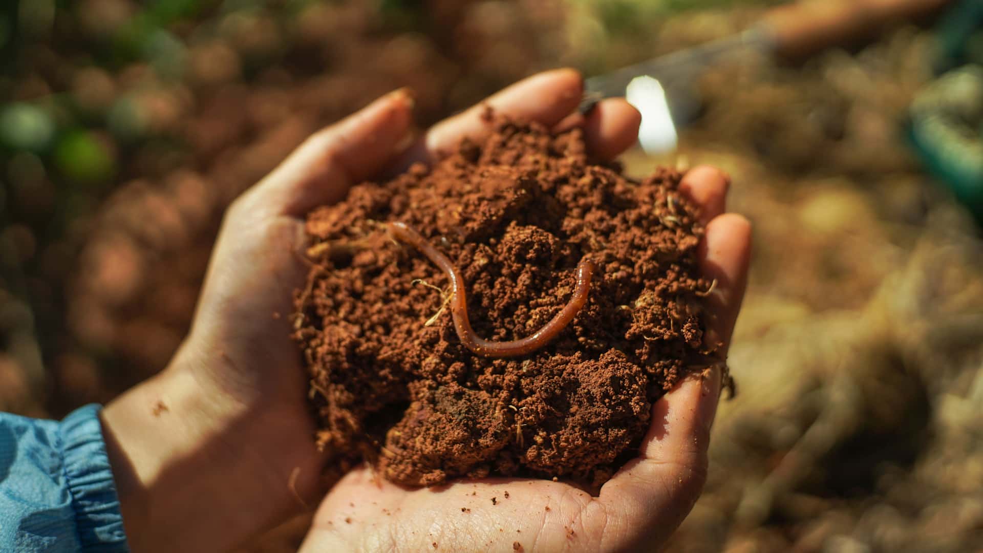 fertile soil with earthworm