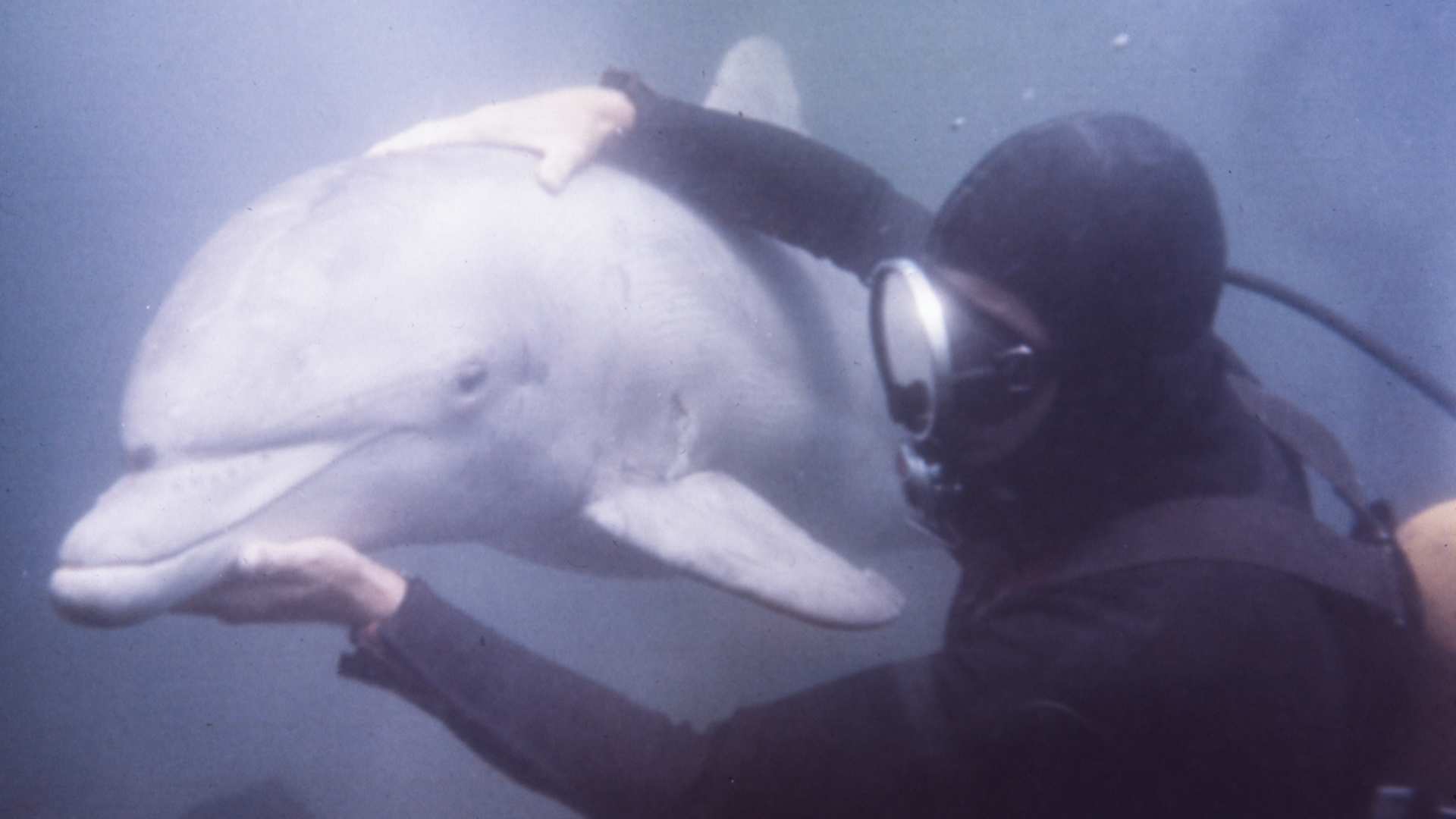 Tuffy the bottlenose dolphin trains at the Naval Missile Center in Point Mugu, California, for various U.S. Navy tasks, on September 26, 1966. Tuffy was an early star of the program, which launched three years earlier.