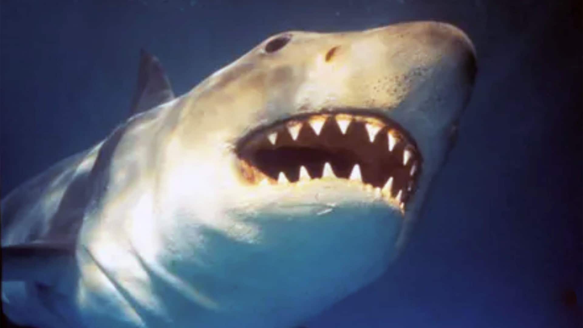 Underwater view of the mechanical shark from 'Jaws'