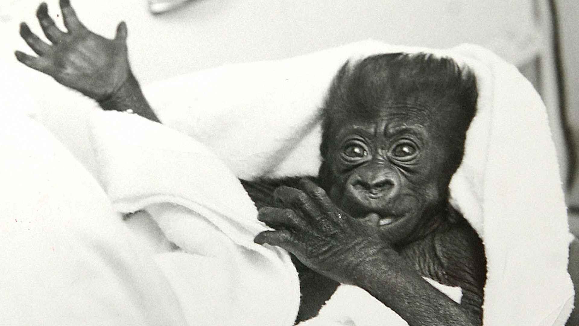 COLO THE BABY GORILLA .  

COLUMBUS ZOO RUNS THE GORILLA SURROGACY PROGRAMME WHICH TEACHES BABY GORILLAS WHO HAVE BEEN REJECTED BY THEIR MOTHERS TO ACT AND BEHAVE LIKE GORILLAS. THEY ARE TAUGHT BY HUMANS, THEN REINTRODUCED TO A SURROGATE GORILLA MOTHER. COLUMBUS ZOO, OHIO. 

MUST BE CAPTIONED GARYROBERTS/WORLDWIDEFEATURES.COM