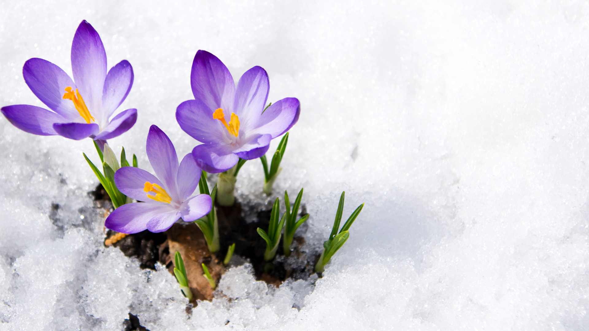 Three purple crocuses in snow.