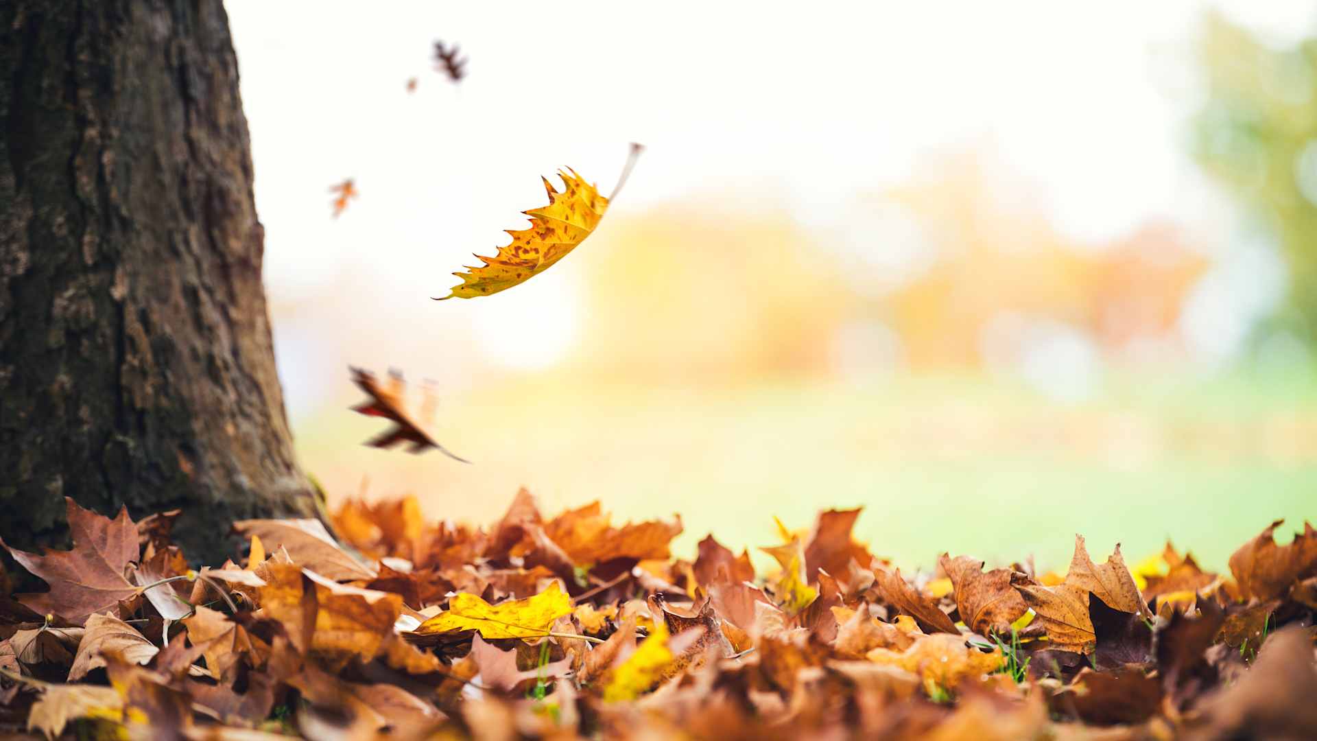 Autumn leaves falling to the ground in a city park.