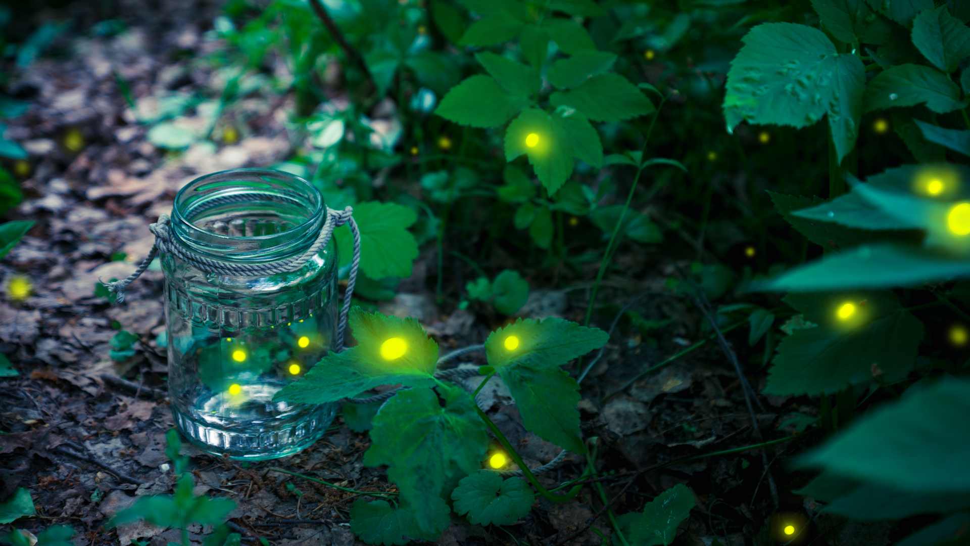 Firefly in a jar in the forest
