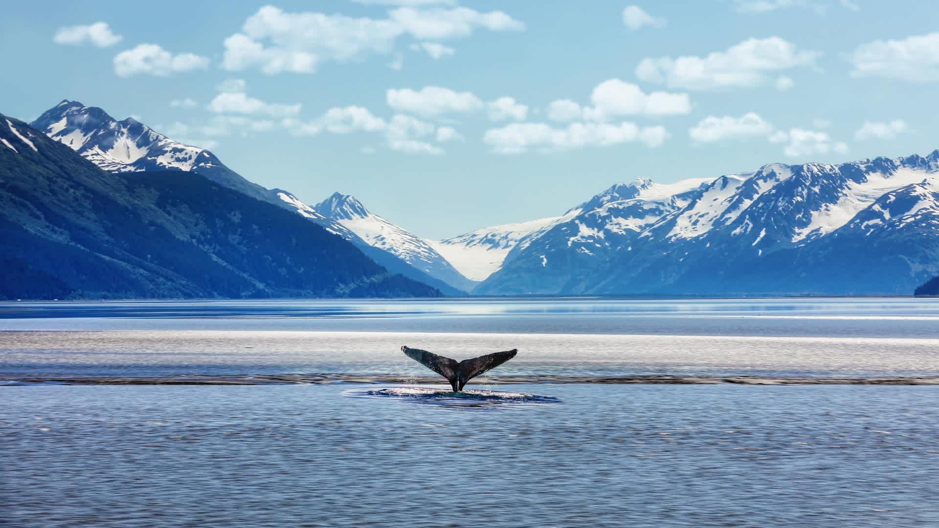 Alaska, Humpback whale