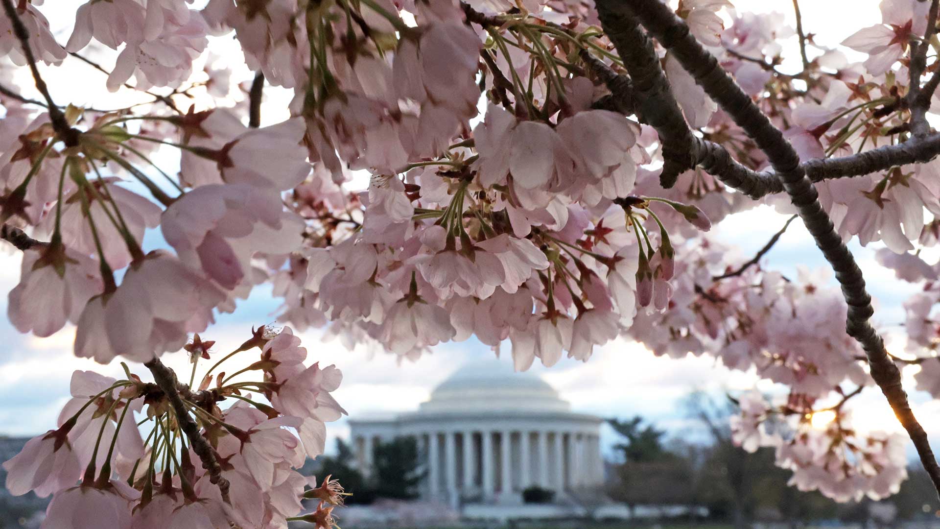 Cherry trees in full bloom on March 19, 2024 in Washington, DC. 