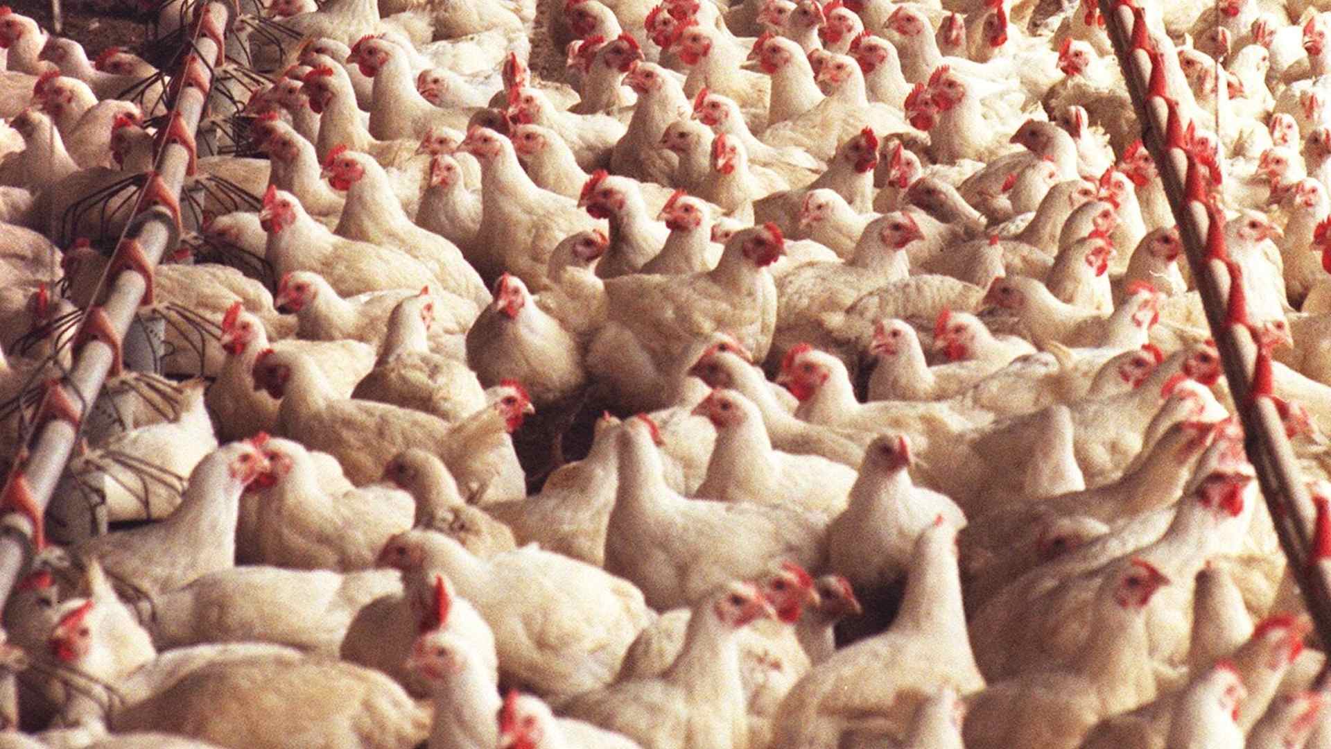 A chicken farm in Australia. Such farms can be a source of avian influenza outbreaks.