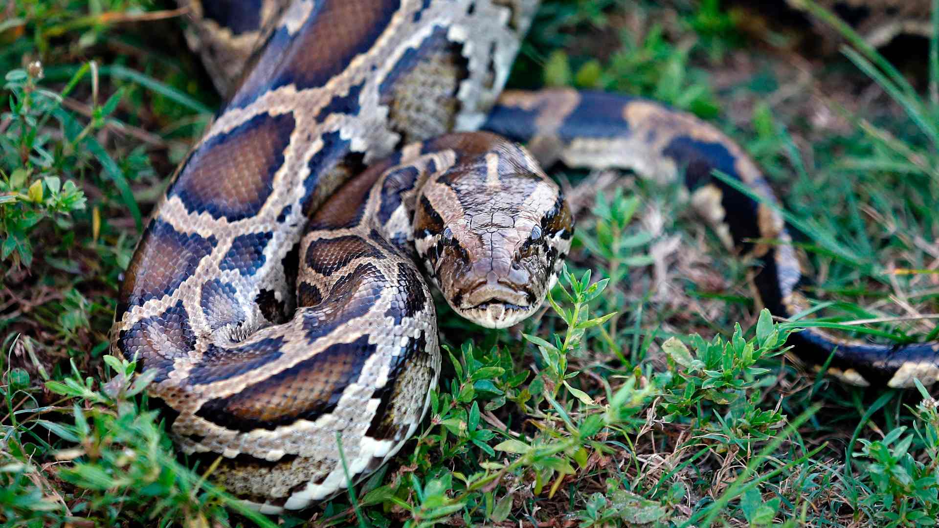 Burmese Python