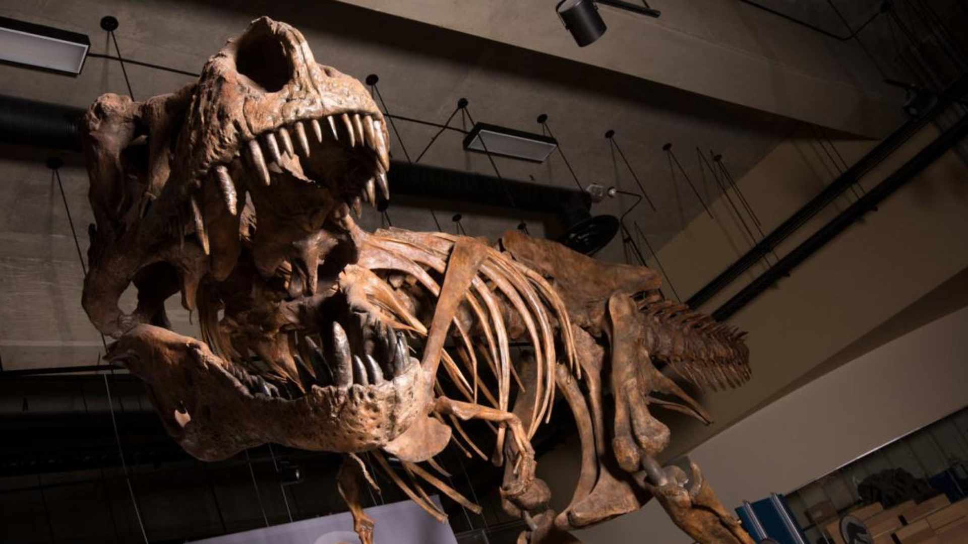 T-Rex Scotty skeleton