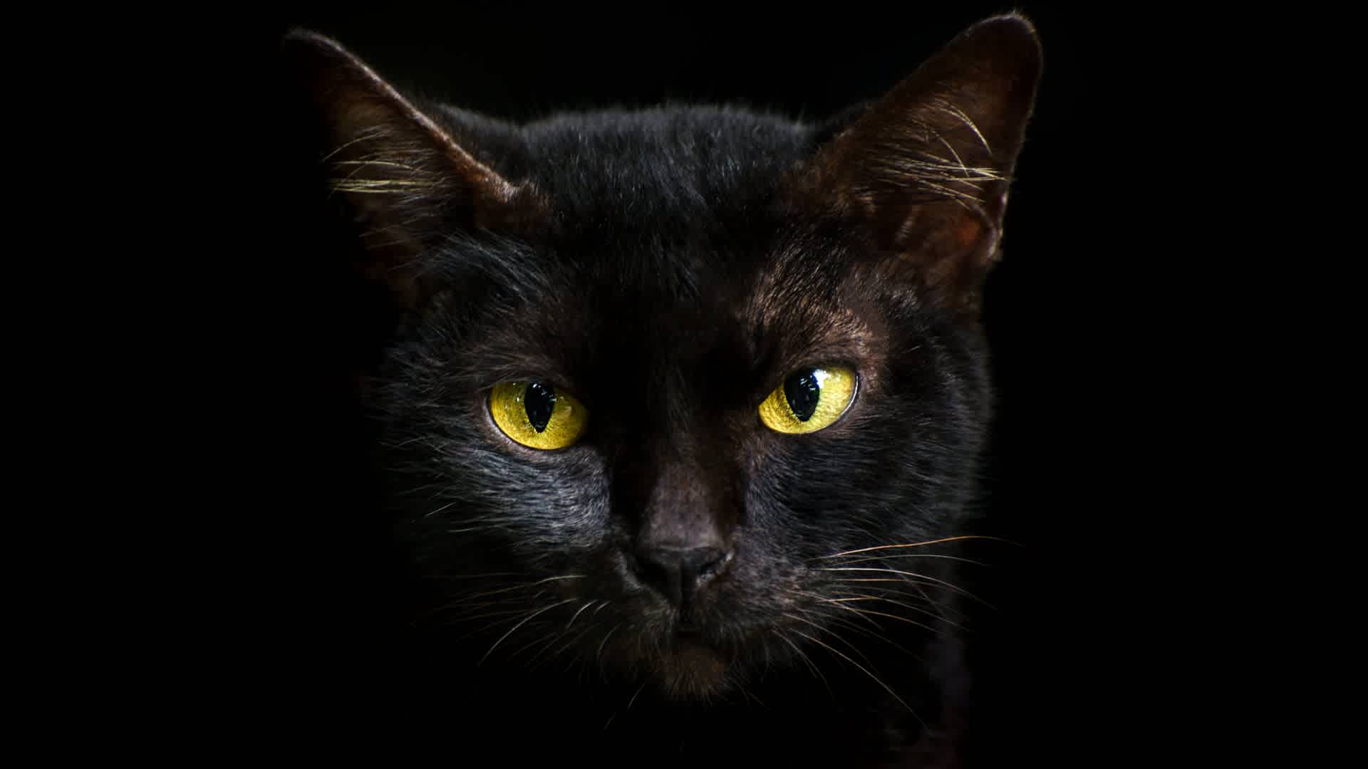 Why Black Cats Are Associated with Bad Luck
