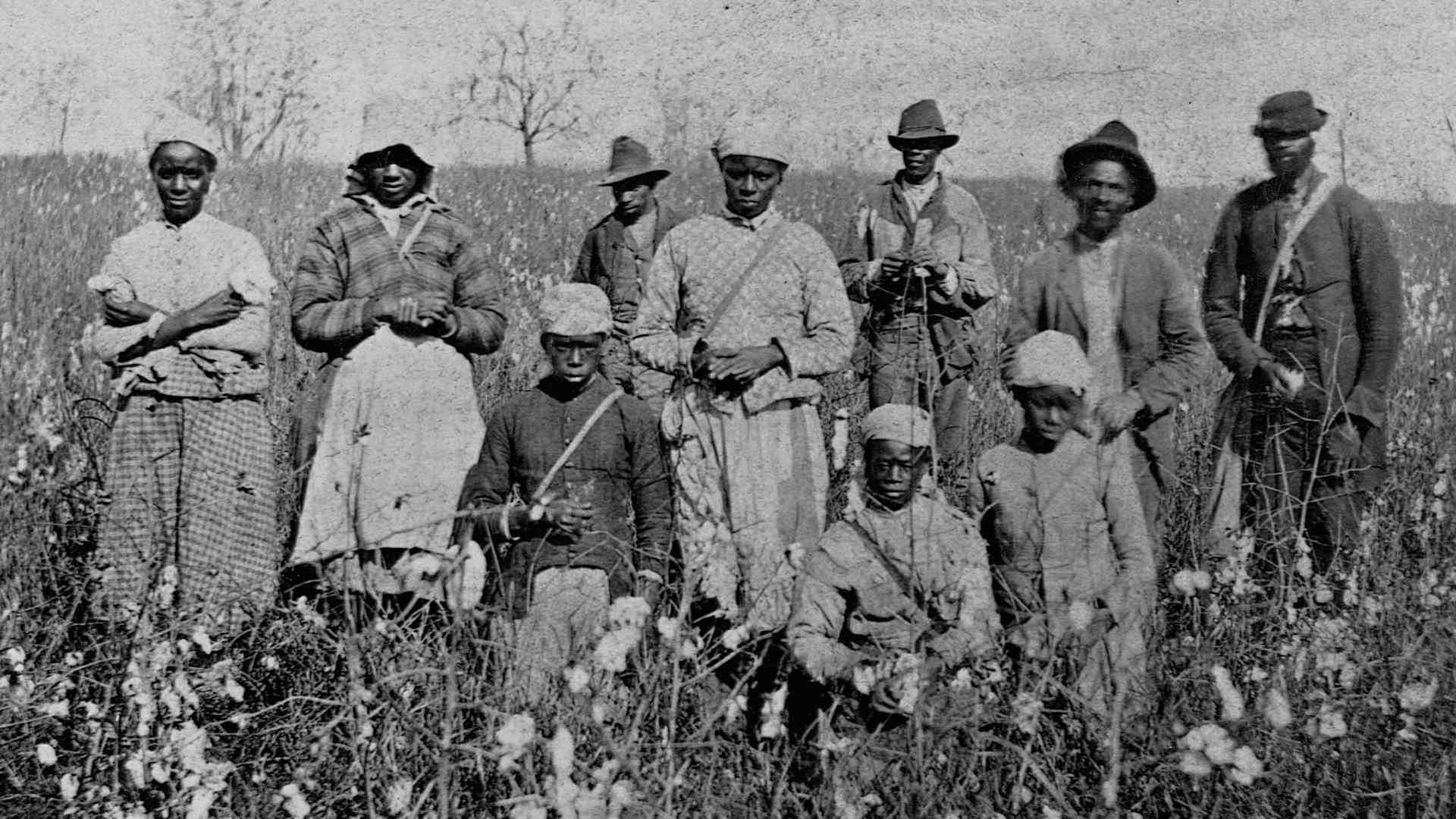 African American cotton pickers in Florida, 1879