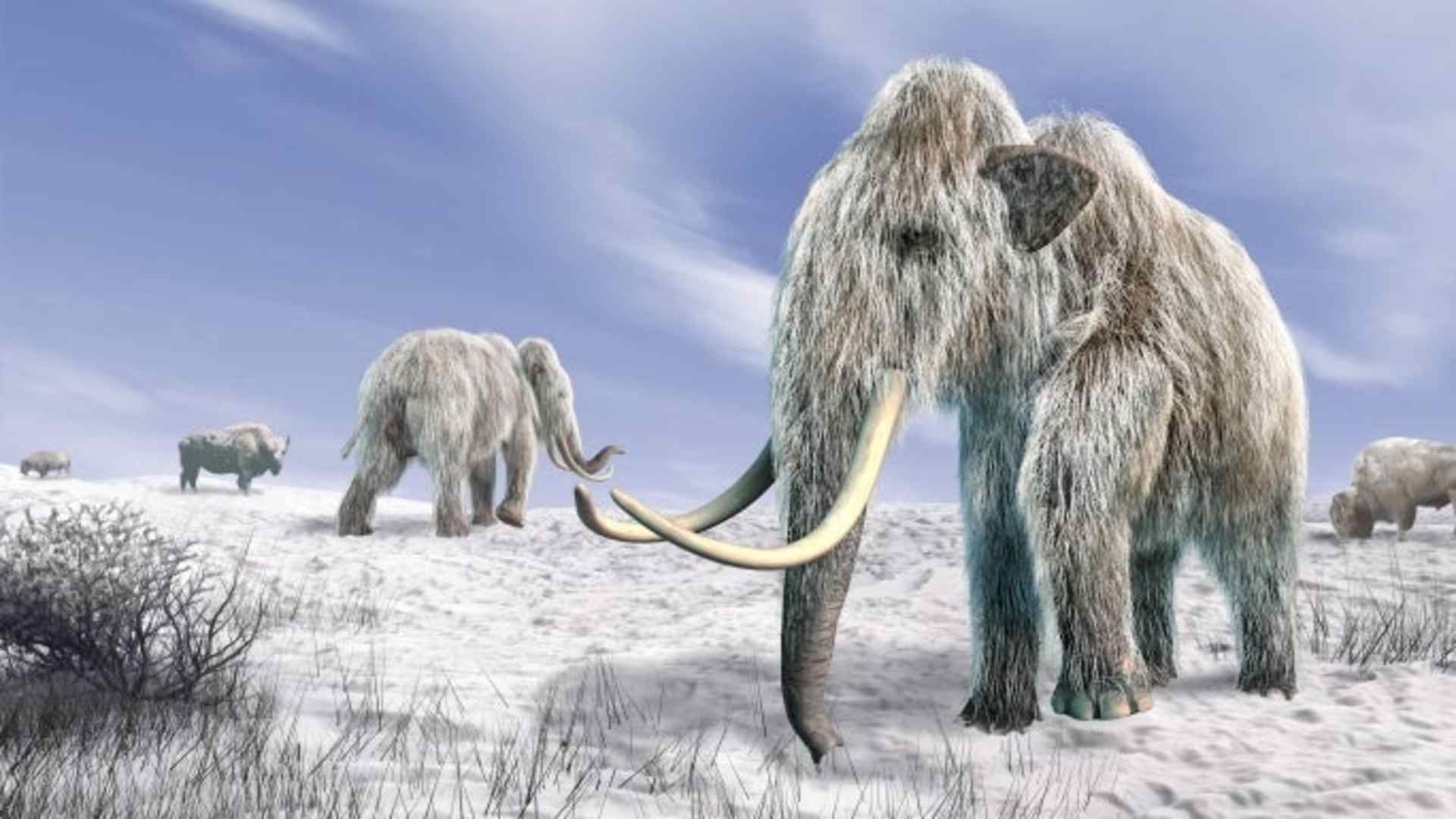 woolly mammoth