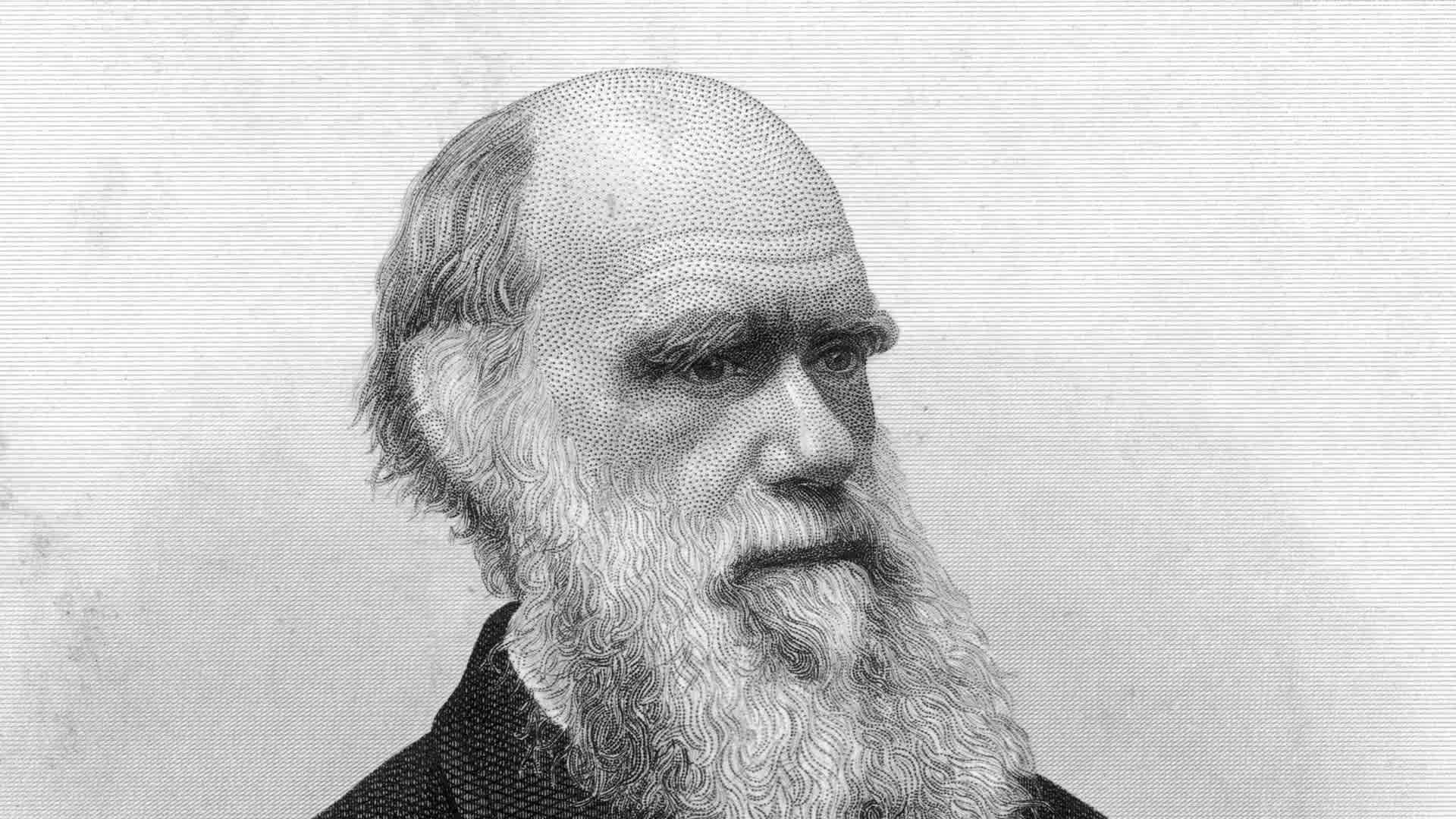 Charles Darwincirca 1875: Charles Original Artwork: Engraved by George E Perine (Photo by Hulton Archive/Getty Images)