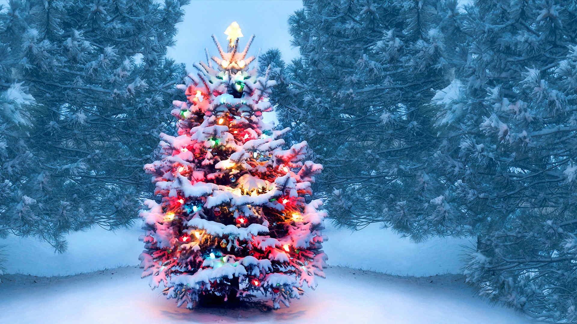 HISTORY: Christmas Trees